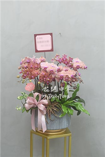 【桌上型蘭花盆栽】開幕蘭花 屏東花店