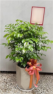 【旺旺樹】高雄屏東開幕盆栽 室內植物